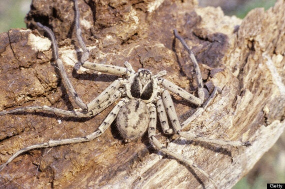 Fast Facts on the Australian Wolf Spider