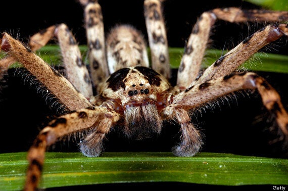 Huntsman Spider: Top 10 Facts (PICTURES) | HuffPost UK