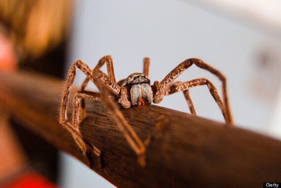 Huntsman Spider: Top 10 Facts (PICTURES) | HuffPost UK News