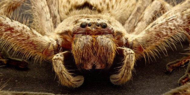 10 Fun Facts About Spiders