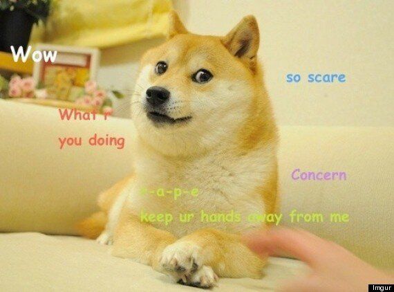 Doge The Shiba Inu Dog Meme Owns The Internet Pictures