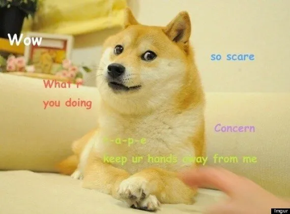 Doge Shiba Dog Meme Owns The Internet (PICTURES, GIFS) | UK News