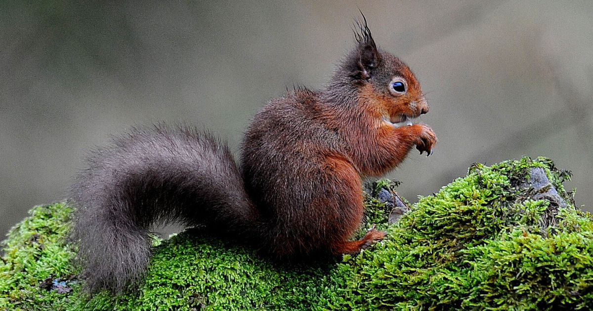 A Day in the Life of a Red Squirrel Ranger | HuffPost UK Life