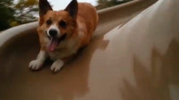 corgi video