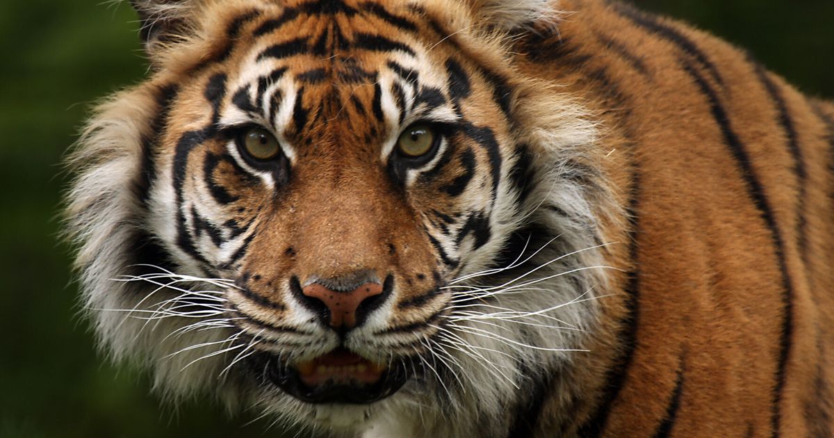 Tigers Slaughtered & Eaten For 'Entertainment' Of Wealthy Chinese ...