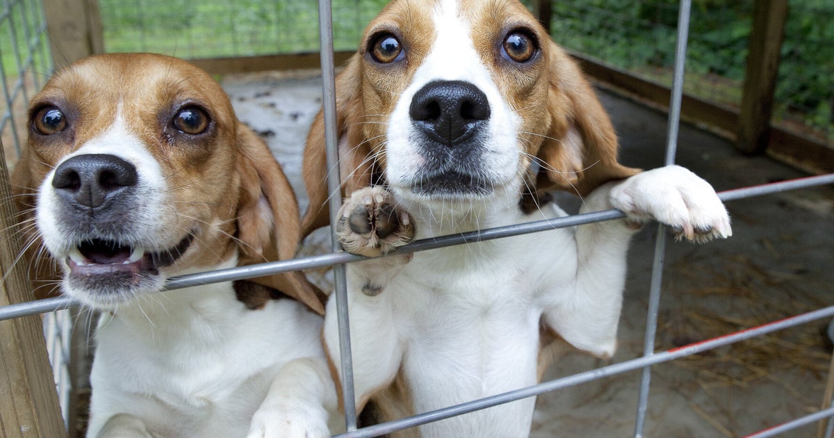 Beagle Farm Plans Rejected In Yorkshire Victory For Animal Rights