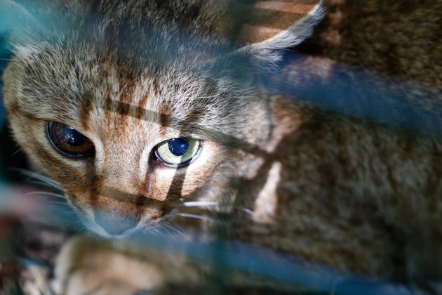 Le Chat Renard Un Nouveau Felin Decouvert En Corse Le Huffpost Le Chat Renard Un Nouveau Felin Decouvert En Corse Le Huffpost