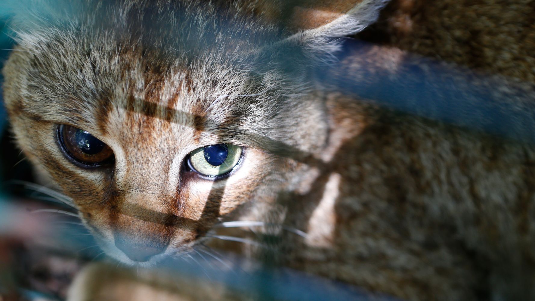 Le Chat Renard Un Nouveau Felin Decouvert En Corse Le Huffpost