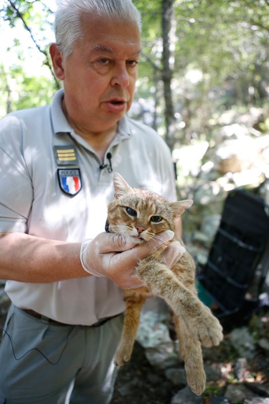 Le Chat Renard Un Nouveau Félin Découvert En Corse Le