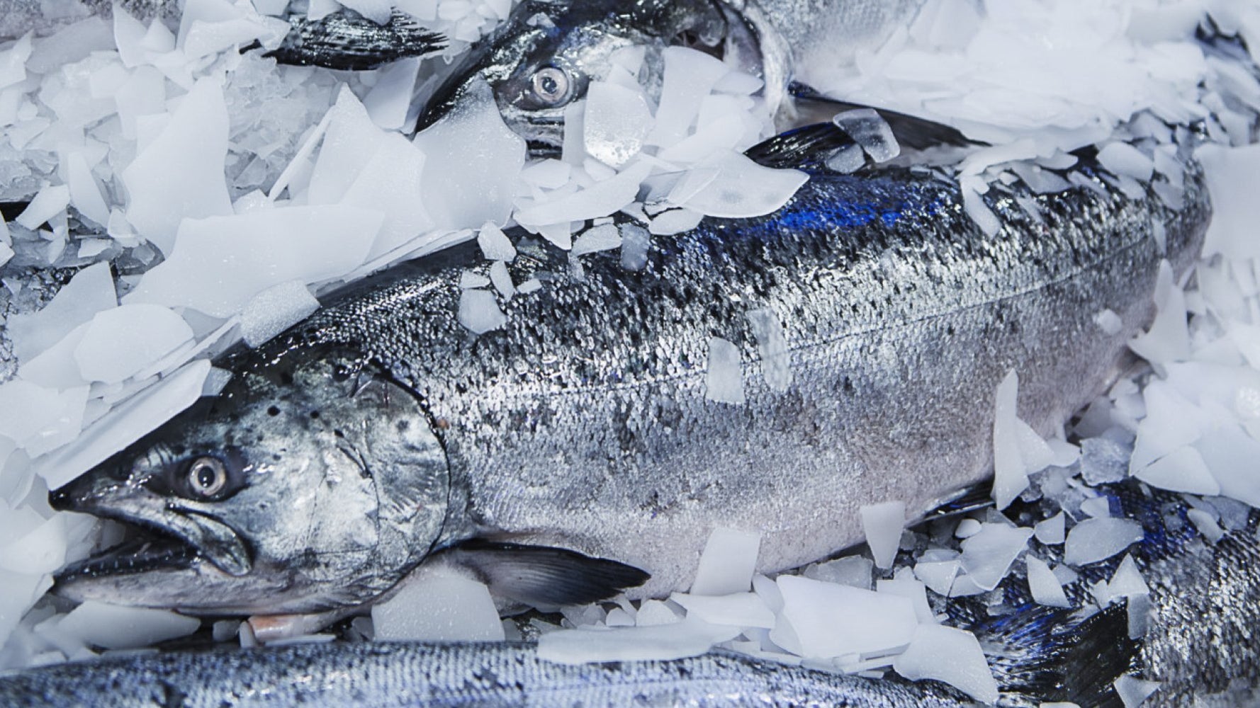 how-to-get-more-fresh-fish-in-your-diet-huffpost-uk-life