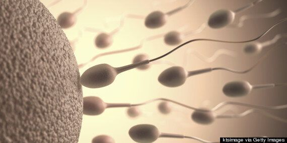 Everything You Need To Know About Sperm (Including Male Fertility And That  Distinct Semen Smell) | Huffpost Uk Life