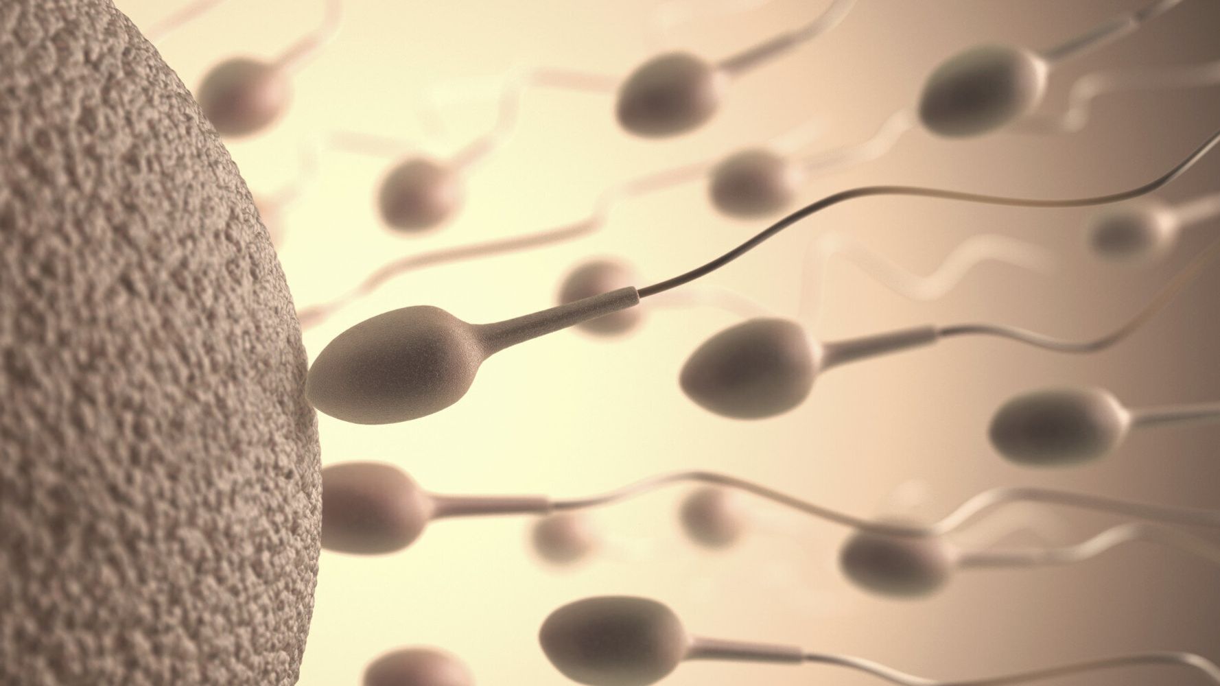 Everything You Need To Know About Sperm (Including Male Fertility And ...