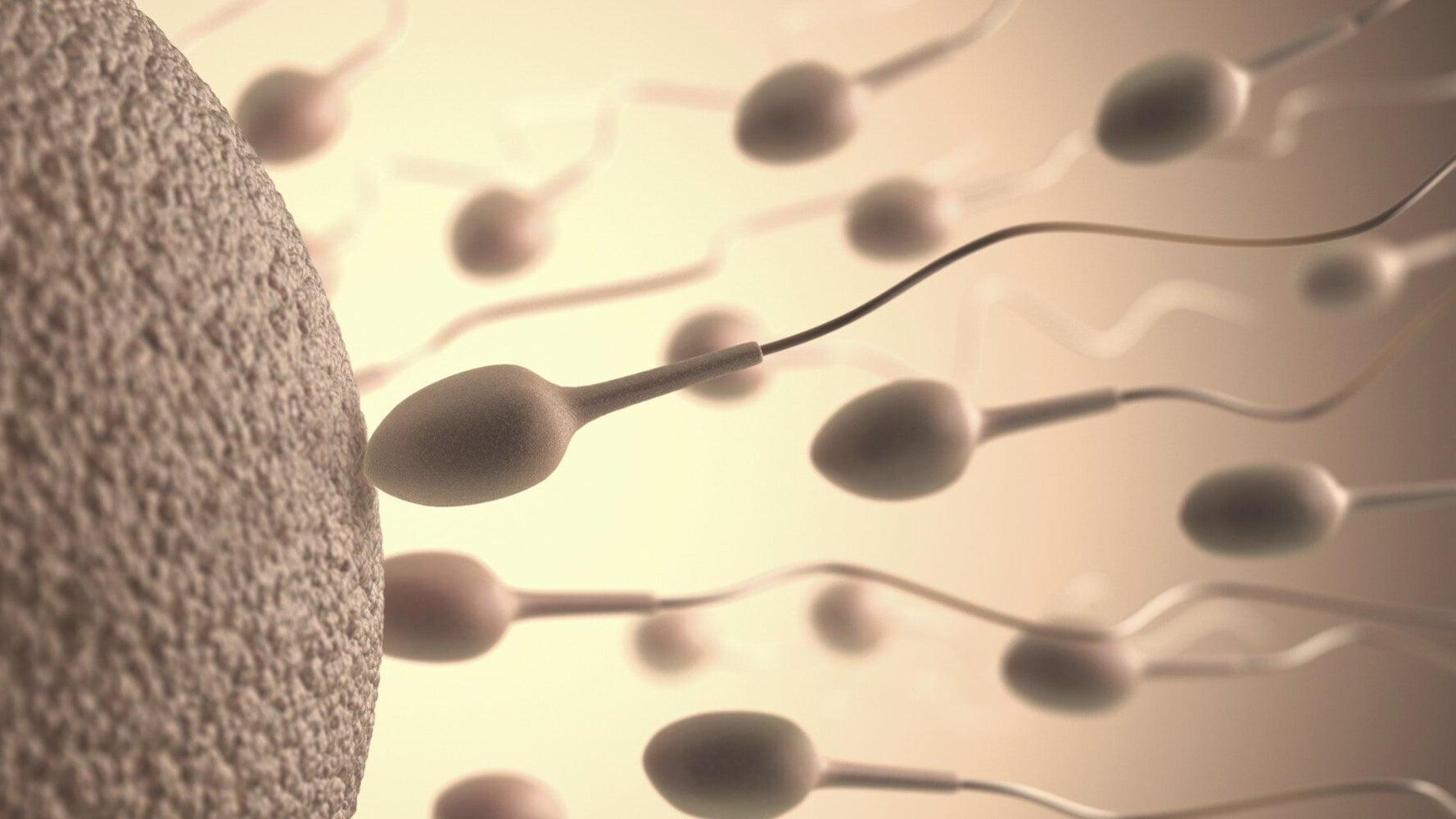 Everything You Need To Know About Sperm Including Male Fertility And That Distinct Semen Smell