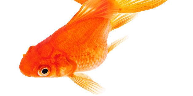 Fish sex? Is it even a thing? Here's a stock picture of a goldfish, you'll have to use your imagination for the rest