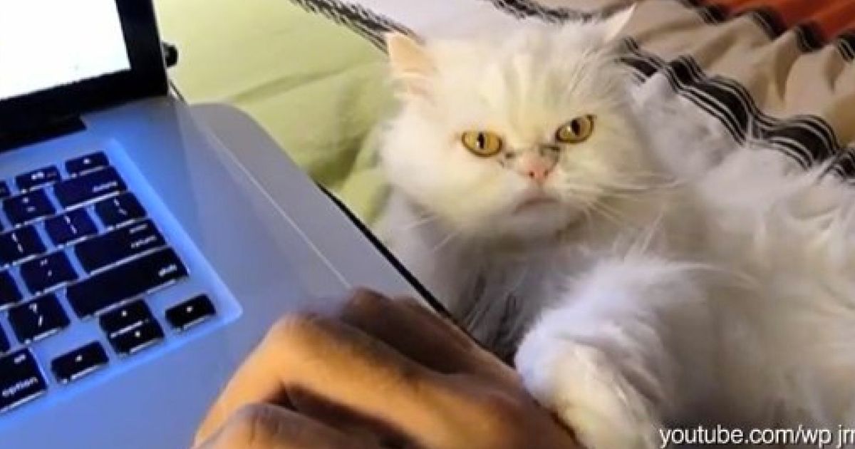 Cats Bullying Humans The Ultimate Compilation Huffpost Uk