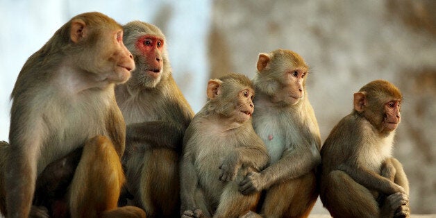 Monkeys that cut calories live longer