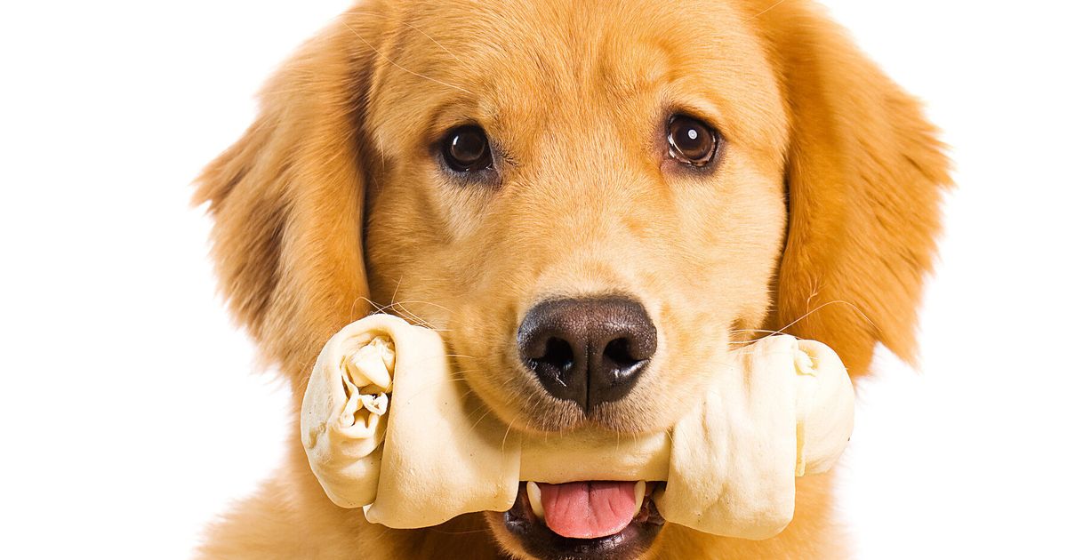 The Constantly Hungry Dog | HuffPost UK Life