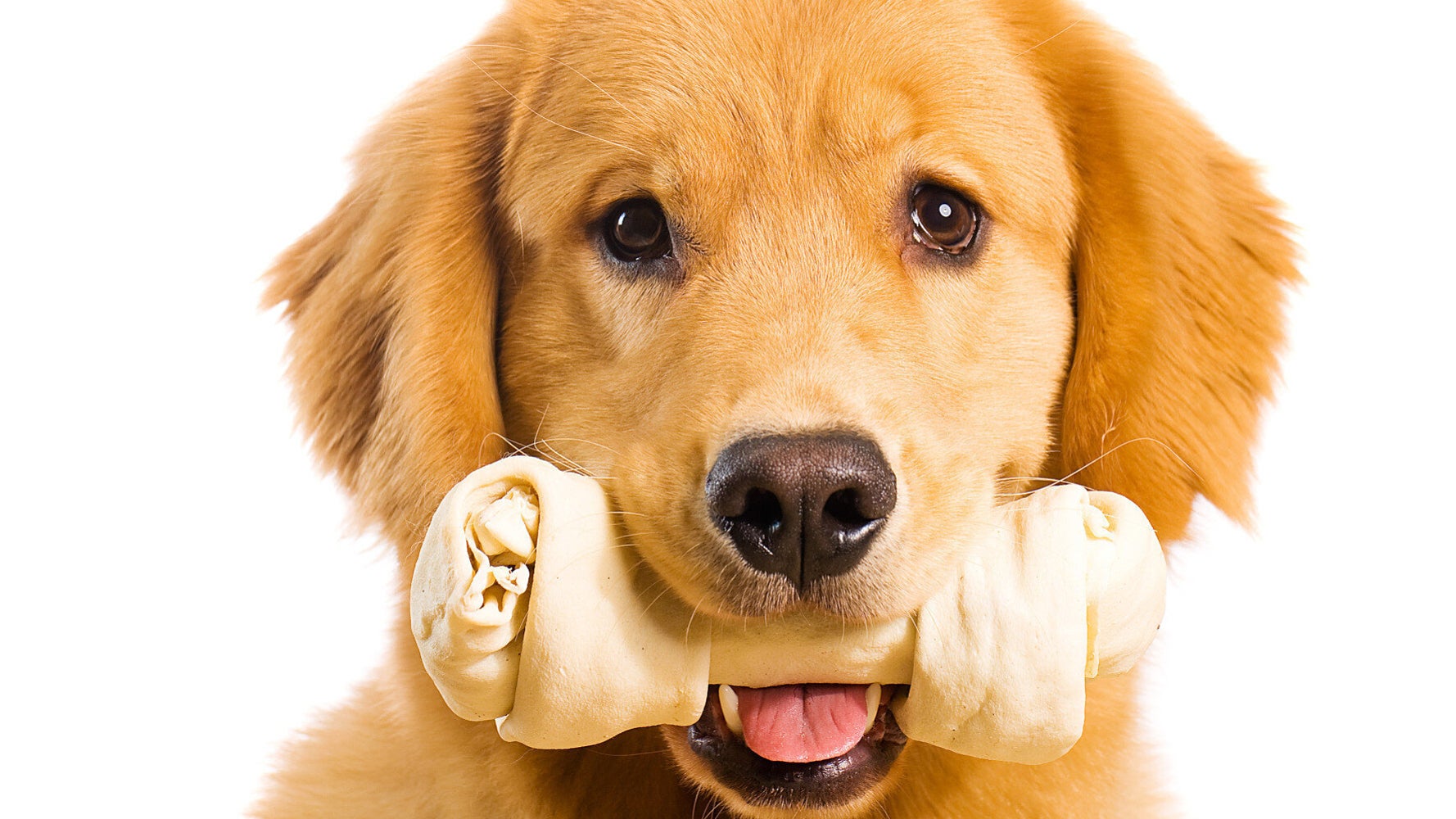 The Constantly Hungry Dog HuffPost UK Life