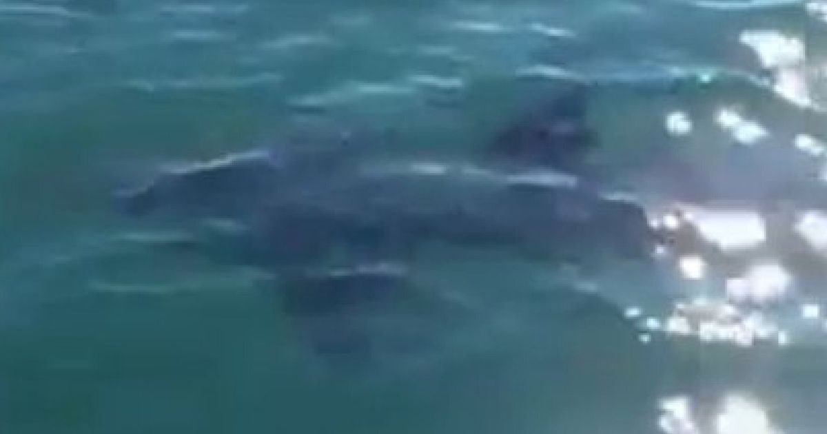 Is A Great White Shark Lurking Off The Coast Of Cornwall? | HuffPost UK ...