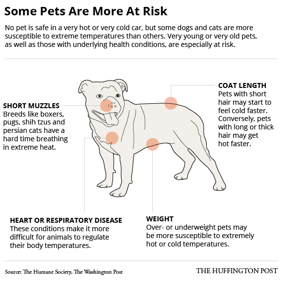 Why You Should Never Leave Your Dog In A Car - It's Been Scientifically ...