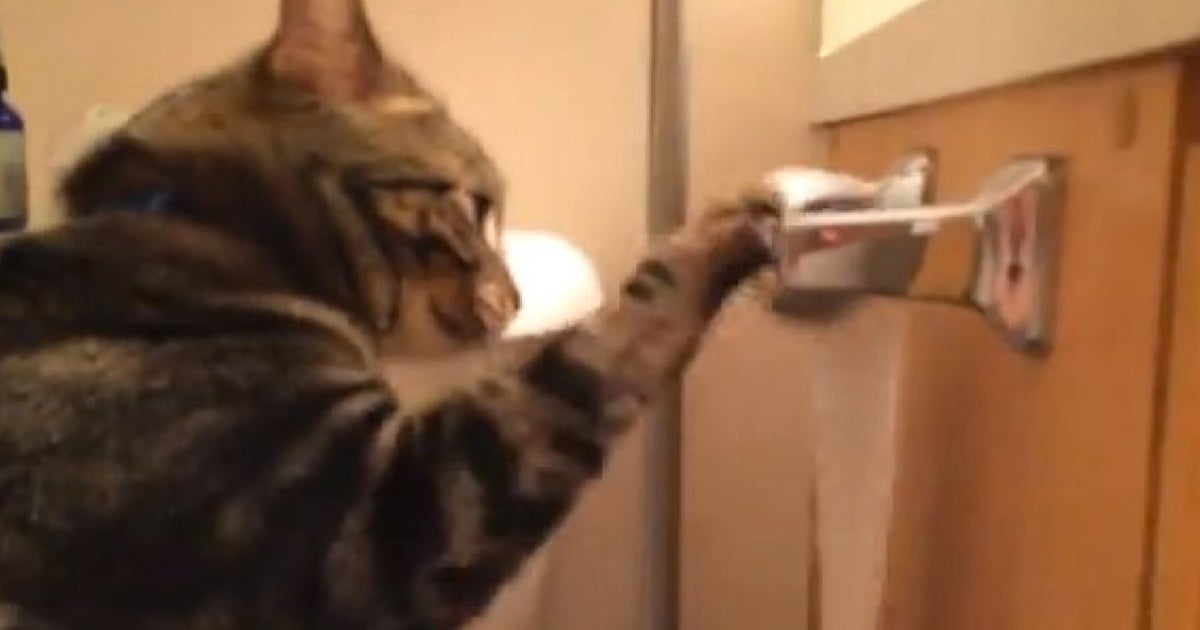 Cat Unrolls Toilet Paper... Then Rolls It Back Up Again (VIDEO