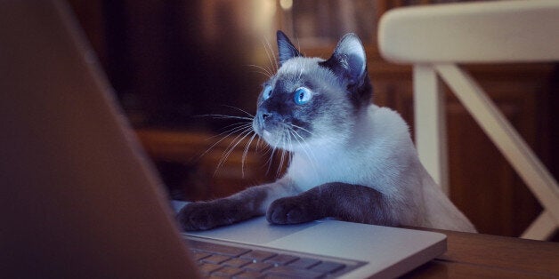 Ten Adorable Videos Of Animals Acting Like Humans | HuffPost UK Life Ten Adorable Videos Of Animals Acting Like Humans | HuffPost UK Life