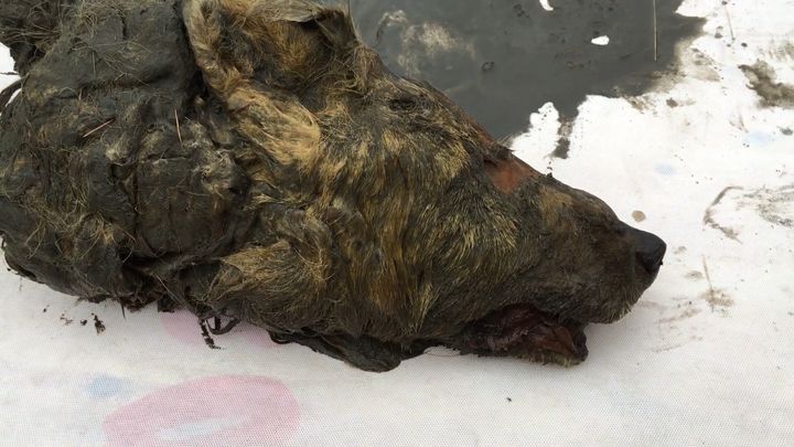 A wolf head believed to be at least 30,000 years old has been discovered preserved in permafrost in eastern Siberia.