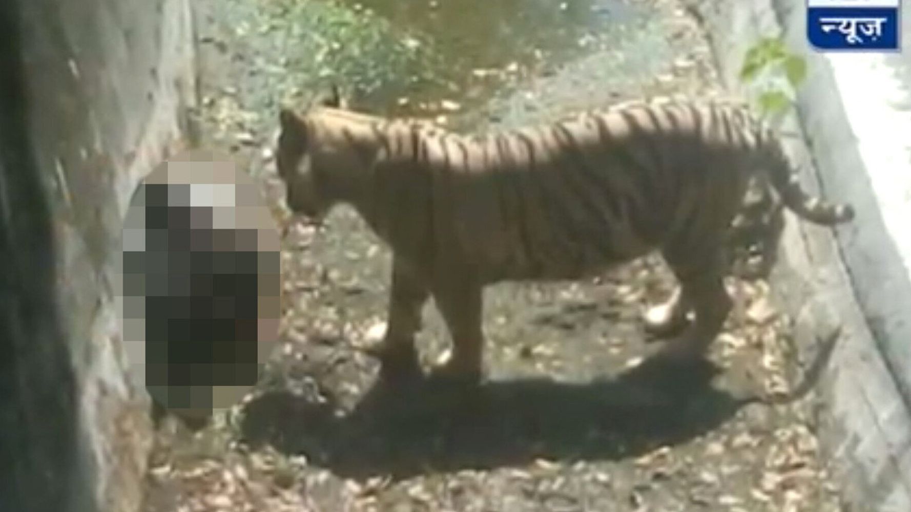 White Tiger Mauls Man To Death In Zoo Horror, World News