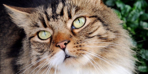 Stock photo of a domestic cat.