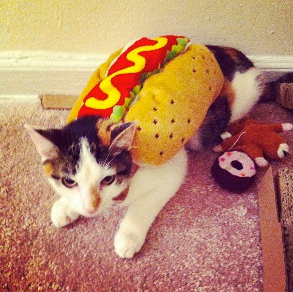 Hot Dog Cat