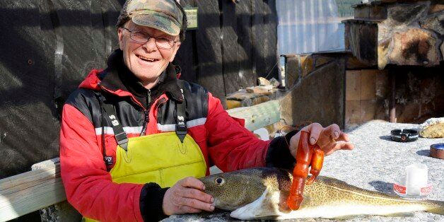 Norwegian fisherman Bjorn Frilund posing with a cod he caught in Rauma, Norway, 10 April 2014. The caught cod beared an unusual finding in its stomach, an orange-coloured plastic adult toy. EPA/ANDERS HAGEN NORWAY OUT
