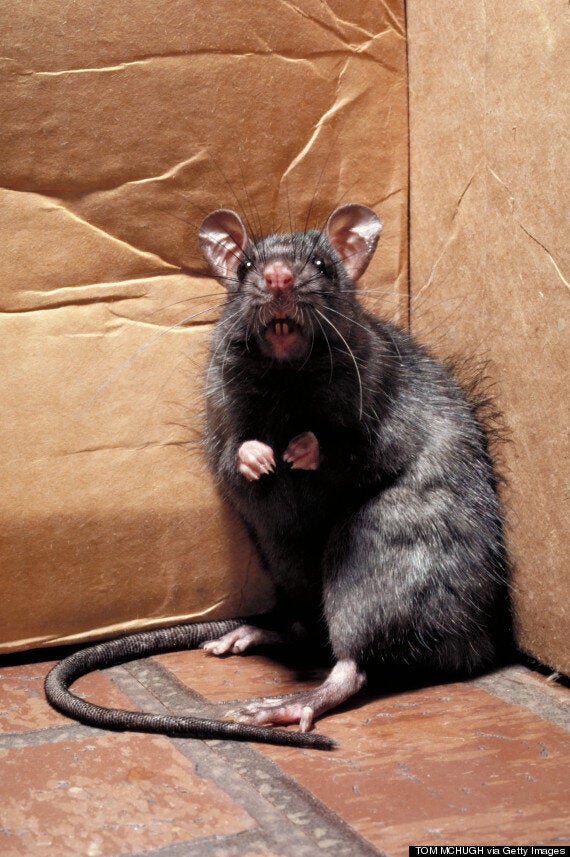 Are Rats Becoming Resistant to Poison?