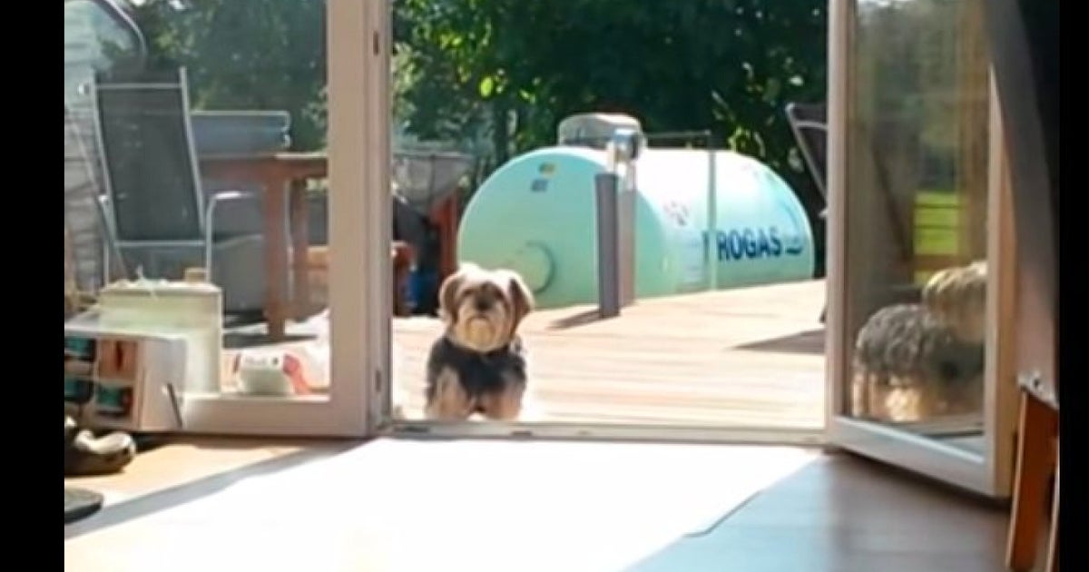 Dont Let Your Dog Escape Get A Sliding Patio Screen Door With Dog Door Today - 75hvgb1