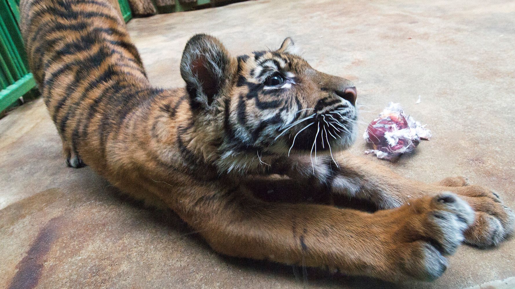 Three Rare Sumatran Tiger Cubs Born at London Zoo