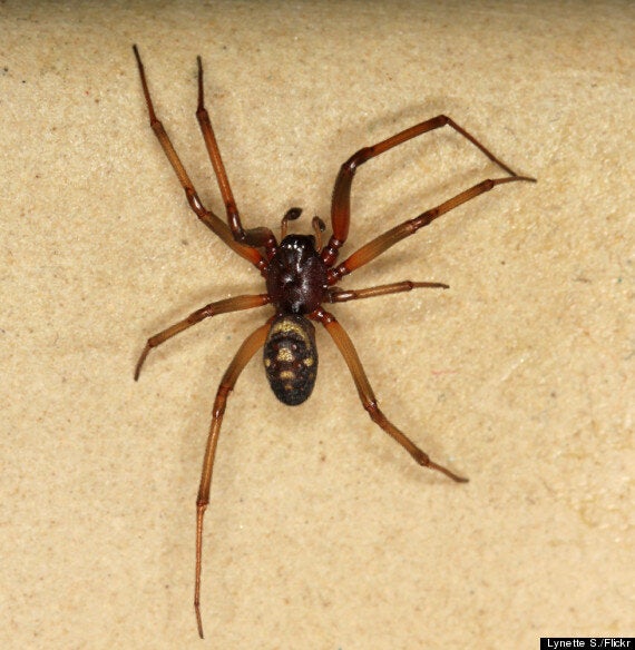 False Widow Spider Bite Causes Woman To Lose Finger | HuffPost UK