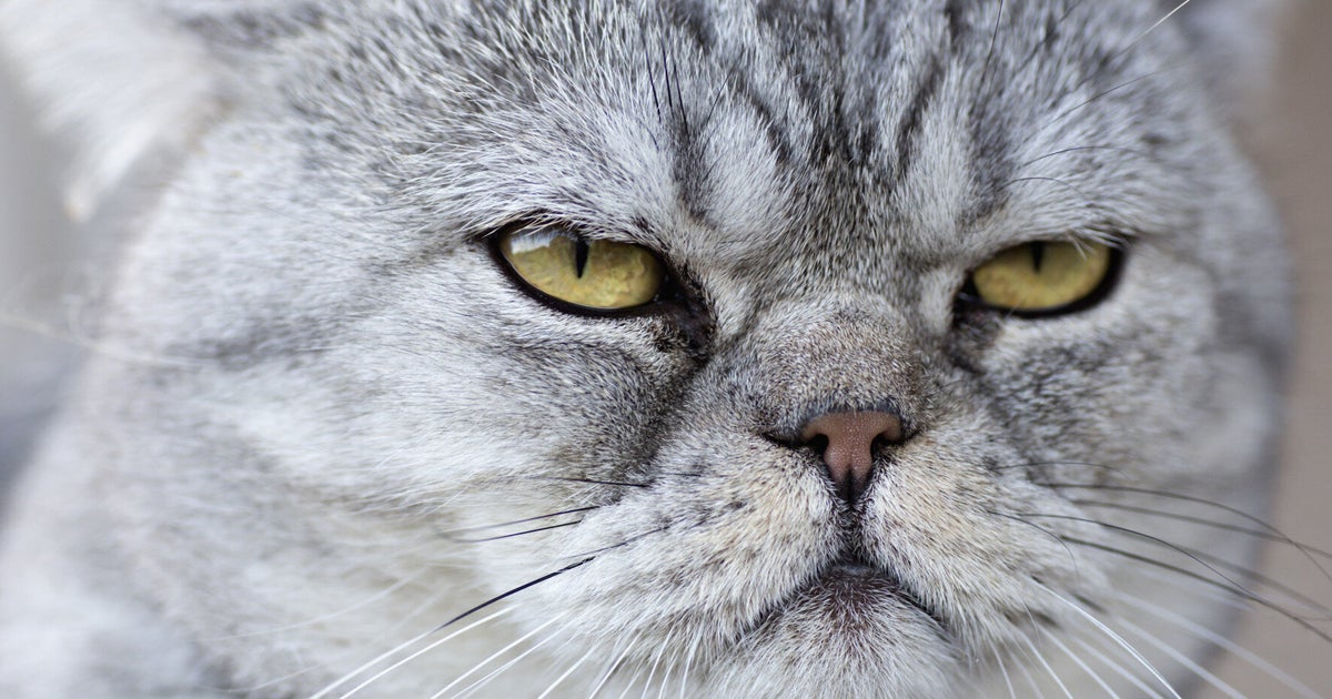 Why We Shouldn't Have More Than One Cat Per Family, According To One Ex