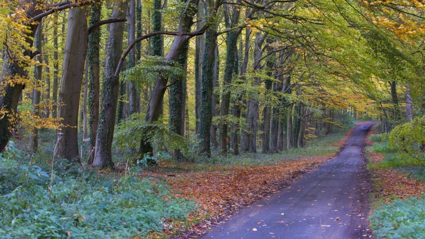 10 Stunning Forest Drives To See The Autumn Change | HuffPost UK Life