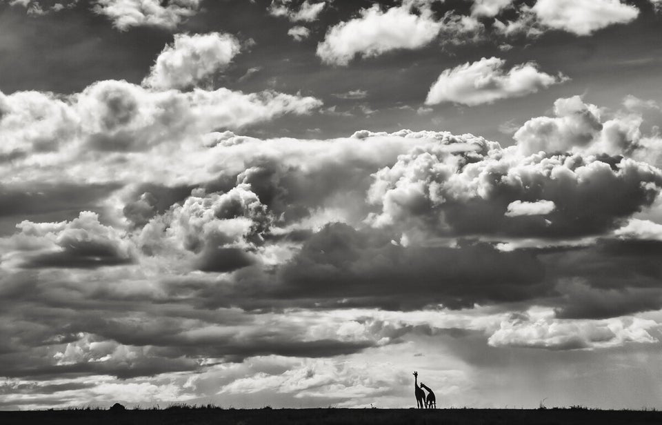 Animals Captured In Stunning Serengeti