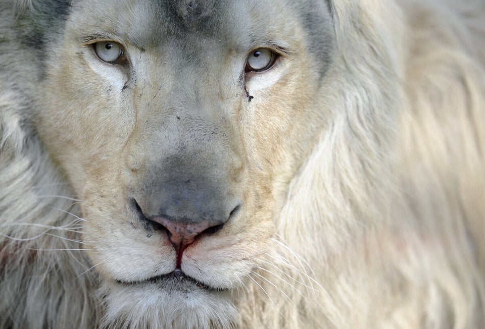 FRANCE-ZOO-LION