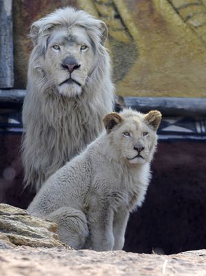 Helen Clements, Longleat Safari Park Car Fire Mother, Talks About Awful  'Dilemma' | HuffPost UK News