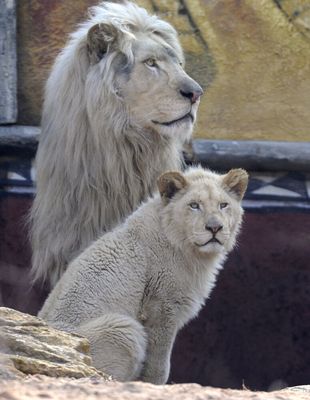 Helen Clements, Longleat Safari Park Car Fire Mother, Talks About Awful  'Dilemma' | HuffPost UK News