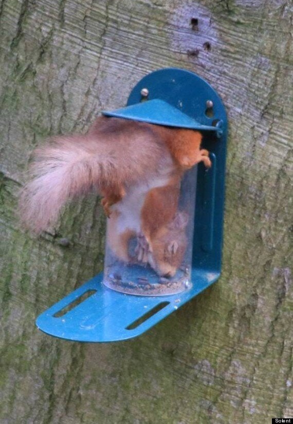 Squirrel Gets Trapped In Bird Feeder, Looks Suitably Ashamed HuffPost UK