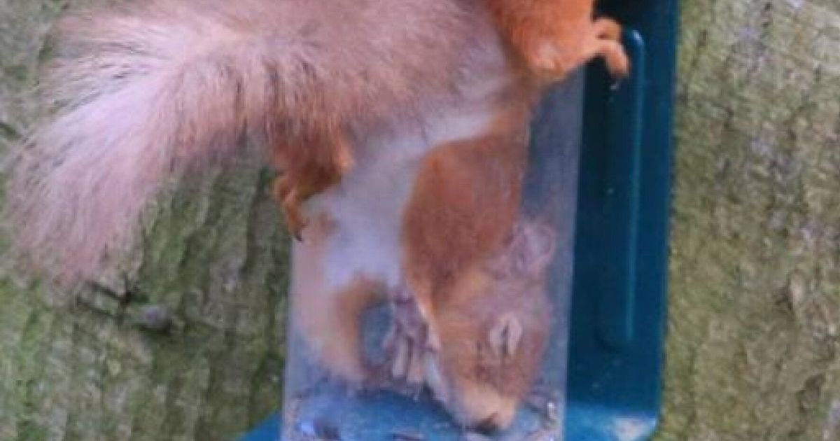Squirrel Gets Trapped In Bird Feeder, Looks Suitably Ashamed | HuffPost UK