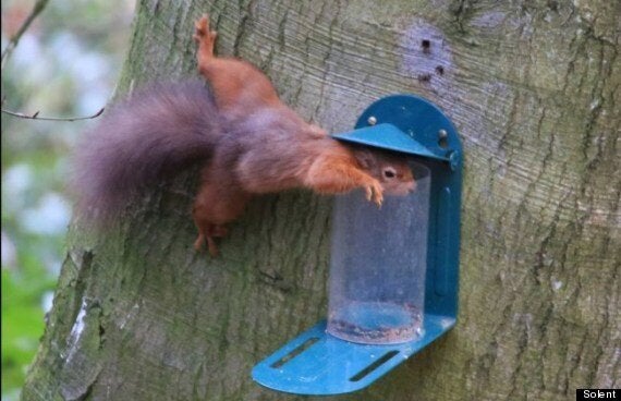 Squirrel Gets Trapped In Bird Feeder, Looks Suitably Ashamed | HuffPost UK