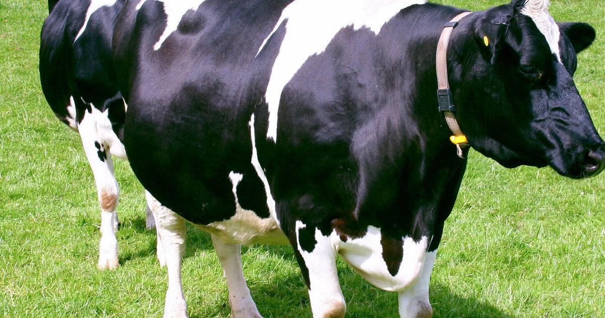 Falling Milk Prices and the Impact on British Dairy Farmers | HuffPost ...