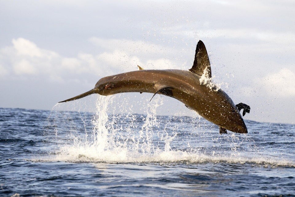 Air Jaws Apocalypse: Great White Shark Breaches