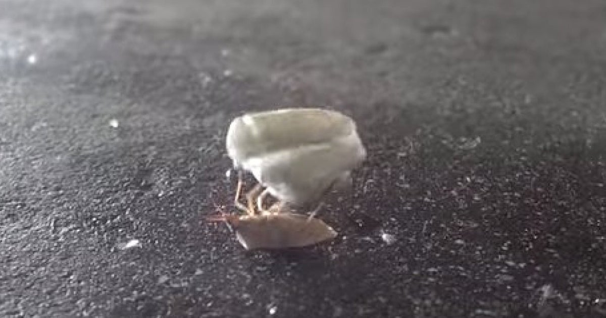Trapped Bug Spins Marshmallow For Three Hours In Heartbreaking Metaphor