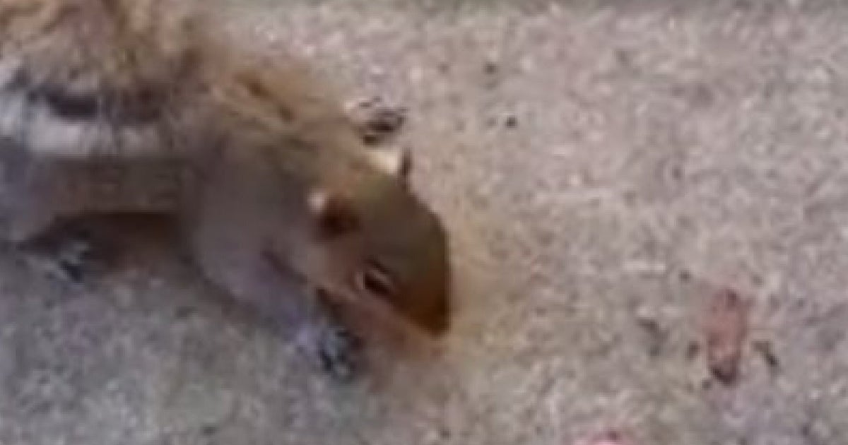 Why You Should Be Careful When Trying To Feed A Squirrel (VIDEO