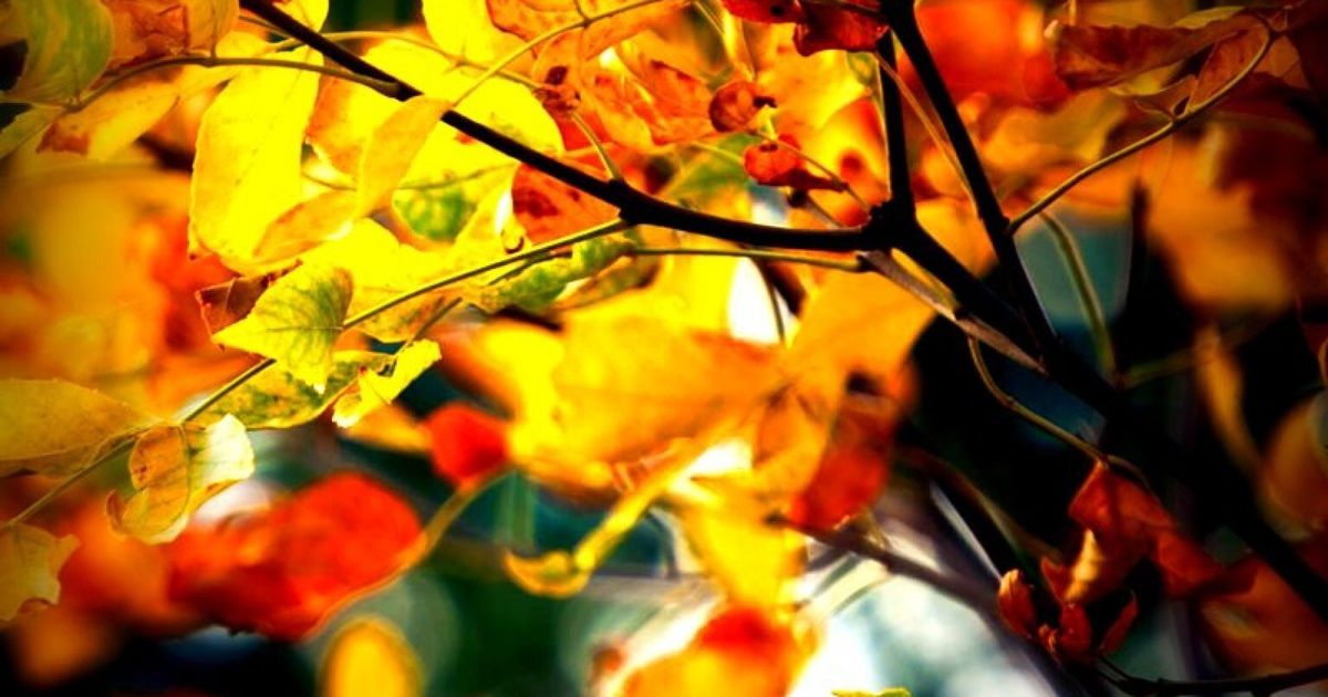 Autumn Poems: How Poets Have Described Autumn For Centuries | HuffPost ...