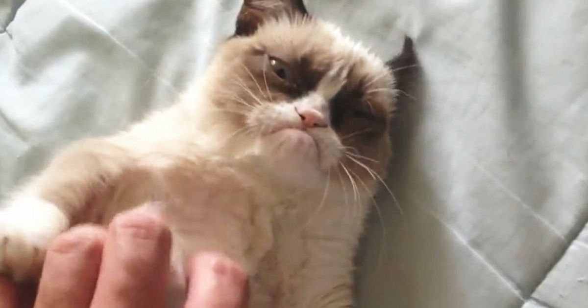 Worlds Grumpiest Cat Becomes Internet Sensation Video Huffpost Uk